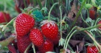 Кооператив «Борисовская земляника» Белгородской области приступил к агротехническим мероприятиям
