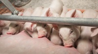 ГК АГРОЭКО поднялась на 4 место в рейтинге крупнейших производителей свинины