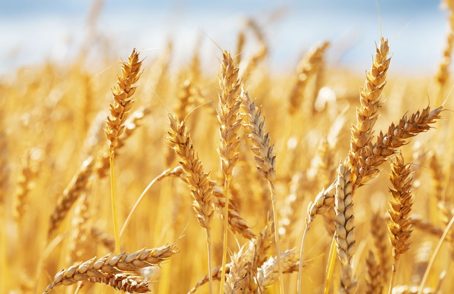 Рост цен на пшеницу возобновился после падения