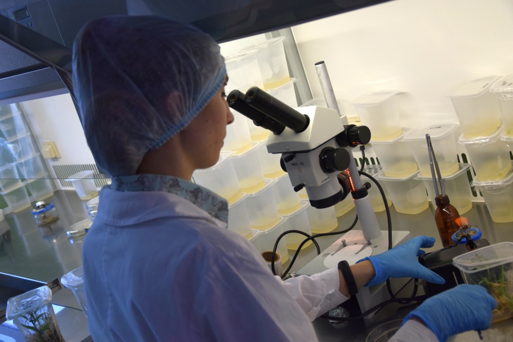 ����������� in vitro.JPG