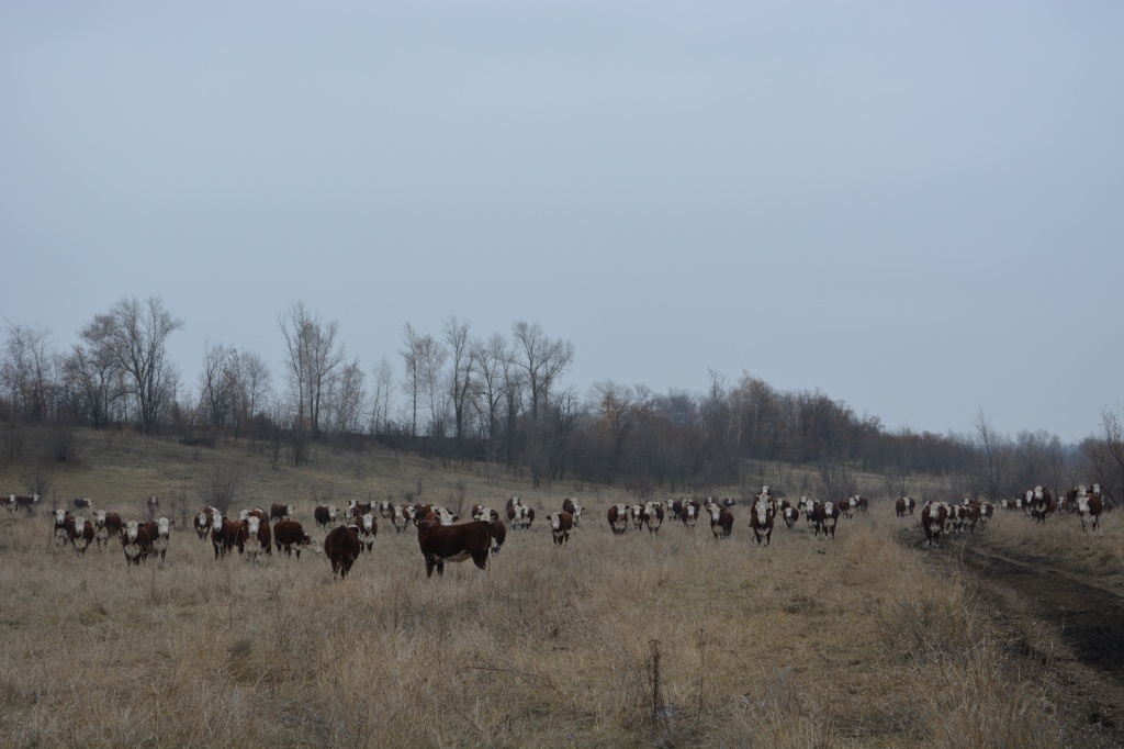 DSC_0124.JPG
